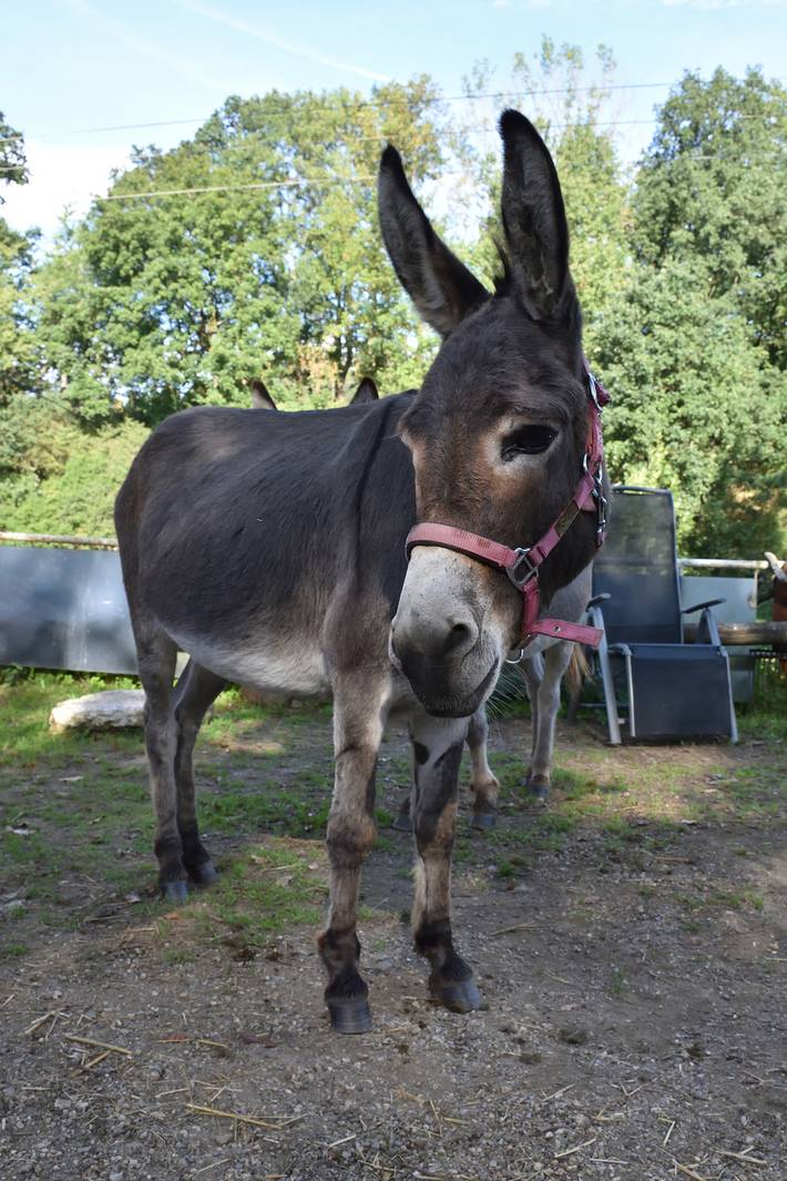 Camping für 2 Personen, mit Pool und Garten in Thüringen - 2