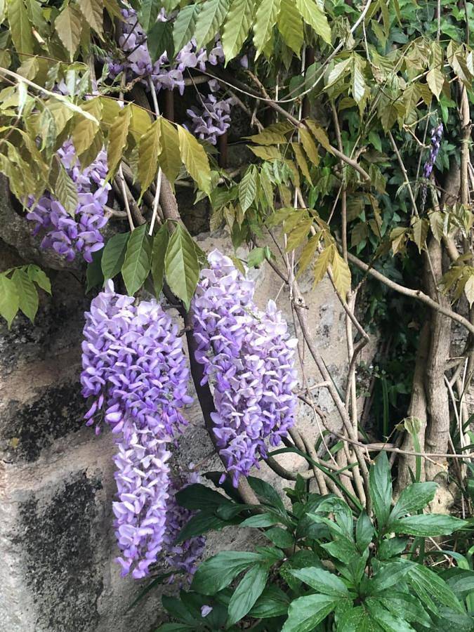 Location de vacances pour 8 personnes, avec jardin, animaux acceptés à Flavigny-sur-Ozerain - 3