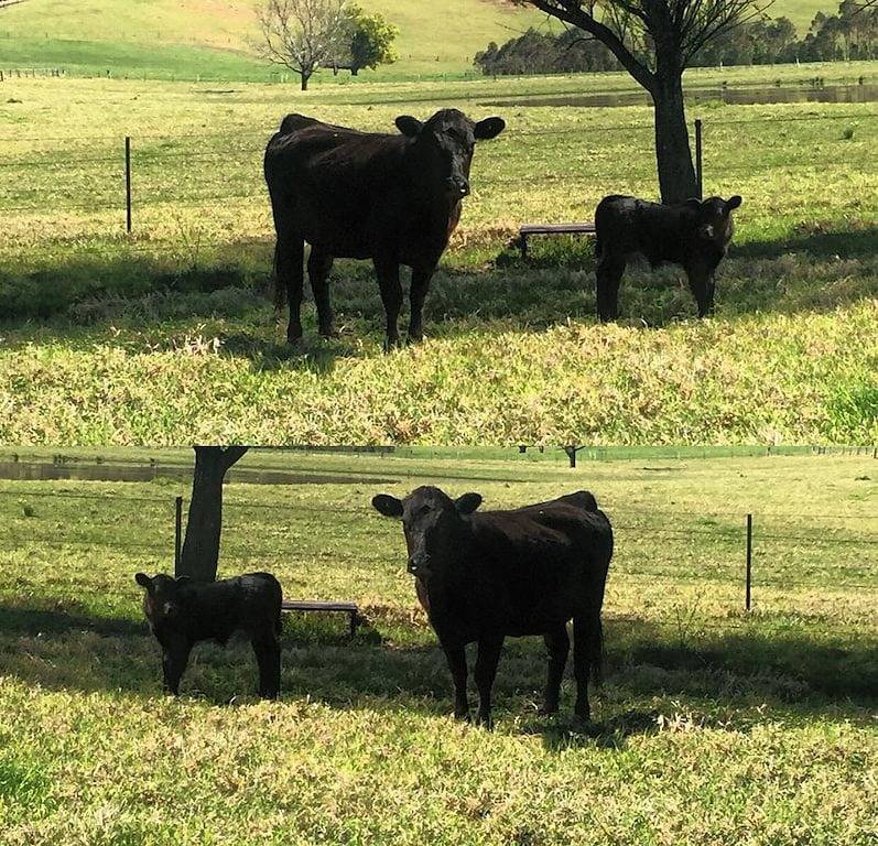 The Willows Cottage - Cosy Cottage in Barrengarry, New South Wales