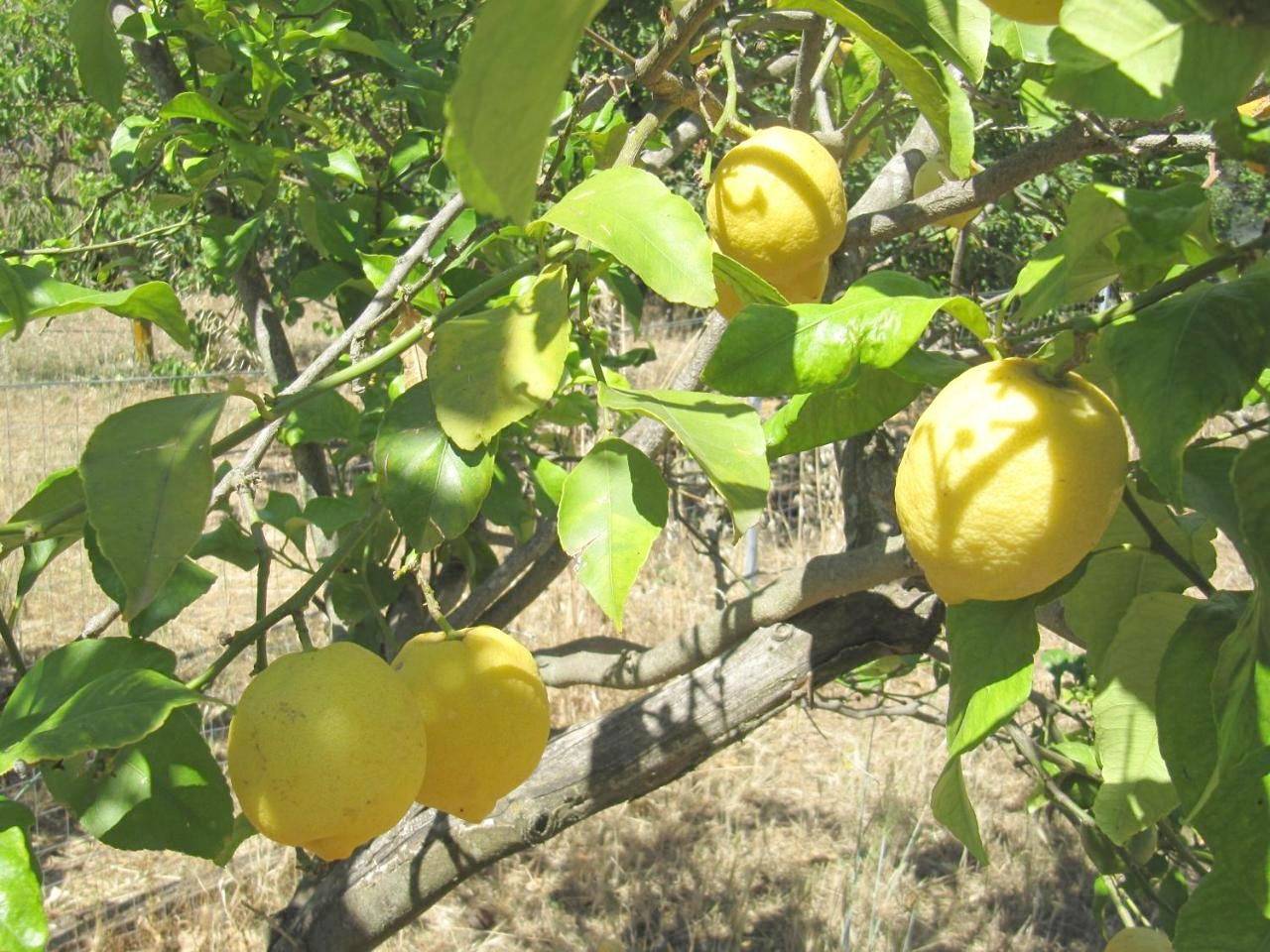 B&B I Limoni in Sorso, Province de Sassari