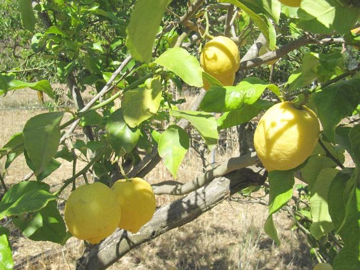 Chambre d’hôte pour 2 personnes, avec vue et jardin à Sorso - 3
