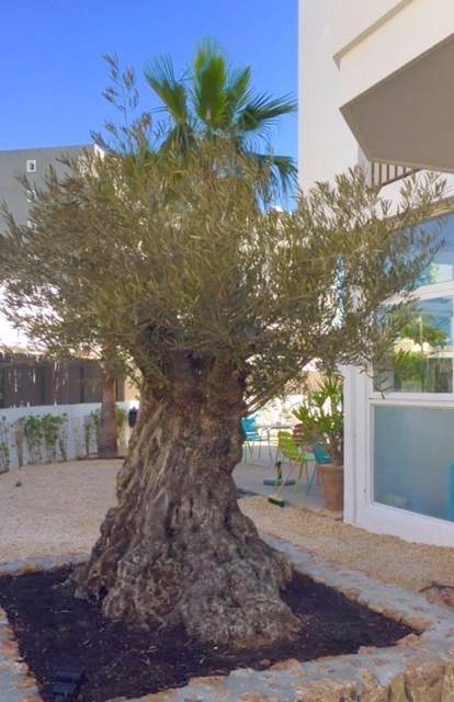 Apartamento entero, Apartamentos Es Cantó in Playa d'en Bossa, Ibiza Ciudad