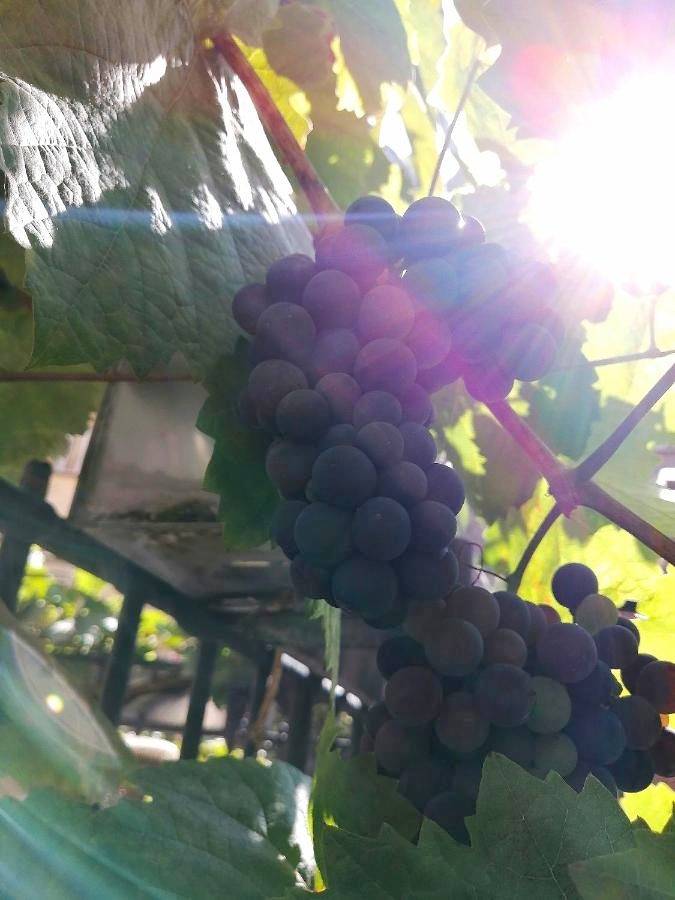 Maison d’hôte pour 2 personnes à Cochem - 2