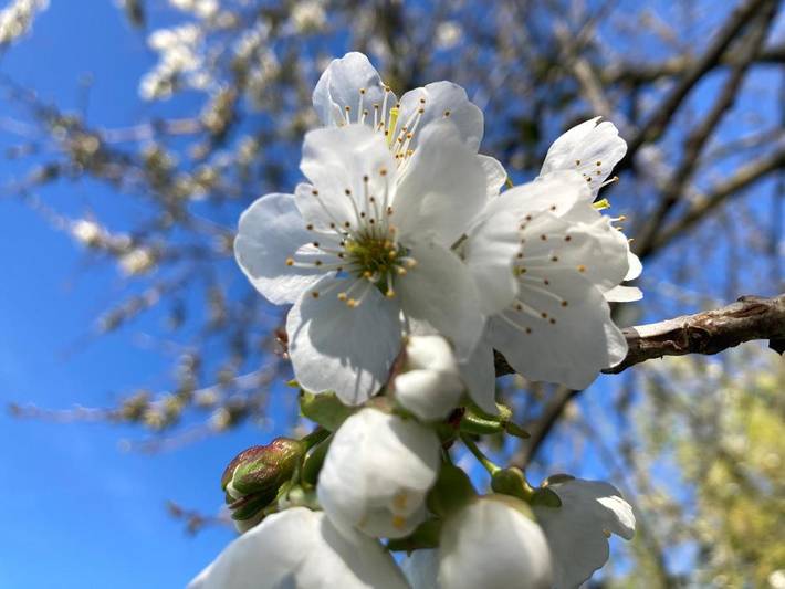 Chambre d’hôte pour 3 personnes, avec piscine ainsi que jardin et vue à Pontorson - 4
