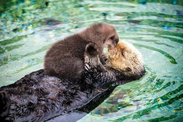 Glamping for 10 People in Monterey County, Photo 4
