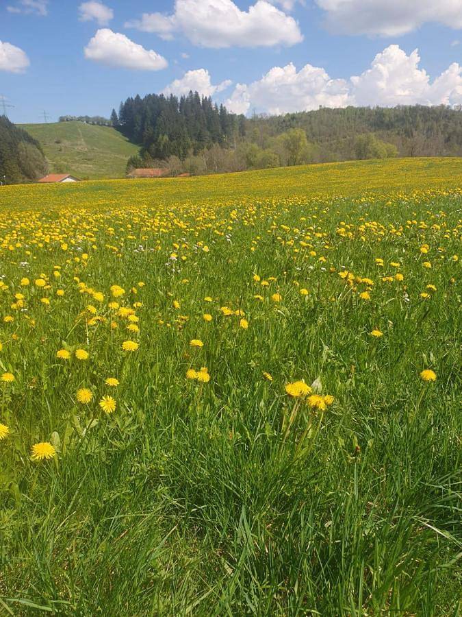 Hotel für 4 Personen, mit Terrasse und Ausblick, mit Haustier in Jungholz - 2