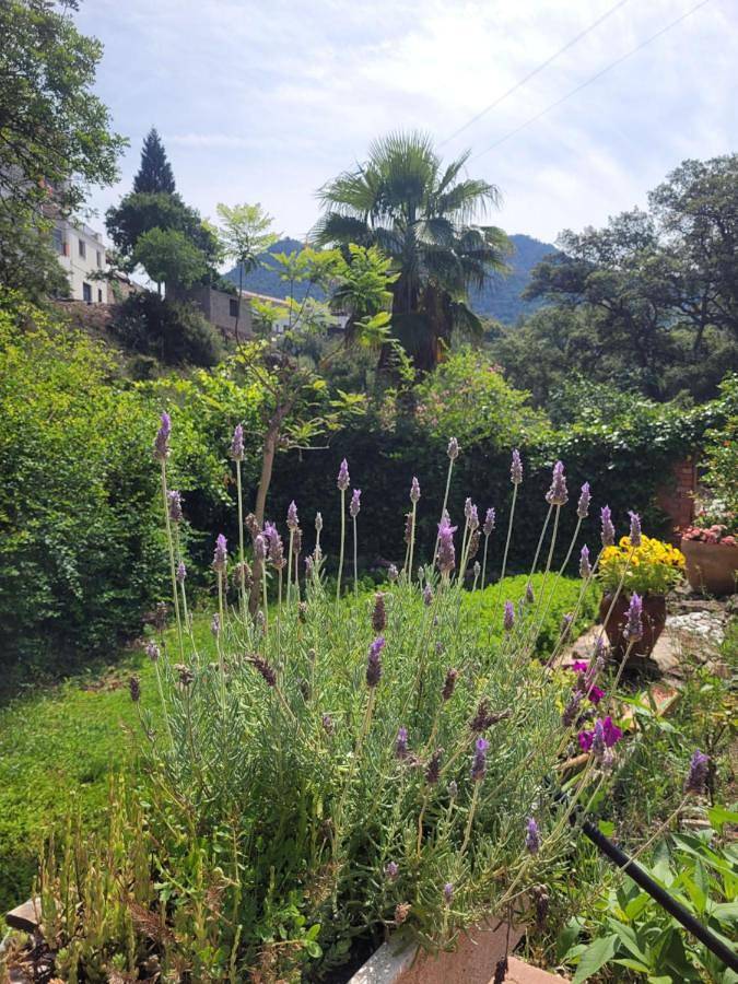 Casa rural para 5 personas, con Balcón y Terraza además de Jardín y Vistas en Parc Natural de la Serra d'Espadà - 3