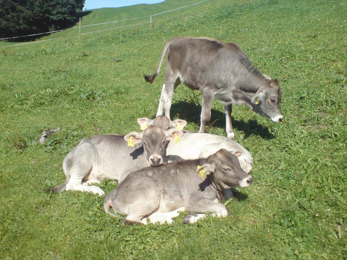 Ferienhof Alfred Albrecht in Oberstdorf, Bayerisch Schwaben
