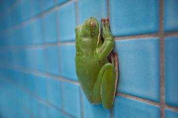 Holiday Home for 10 People in Port Douglas, Far North Queensland, Photo 1