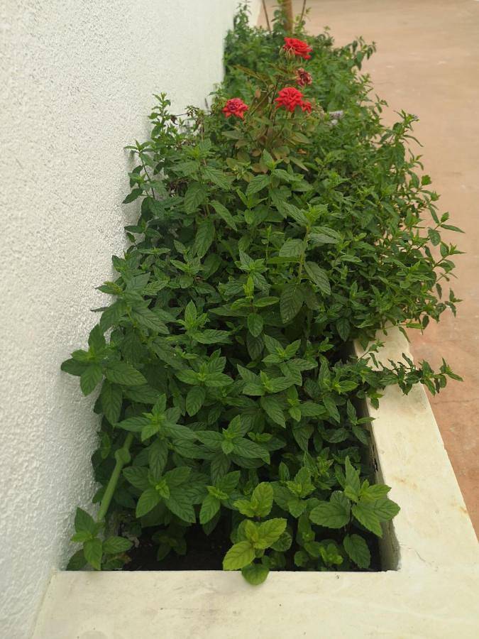Le Case camere indipendenti con uso di cucina e terrazza attrezzata in Casarano, Golfo di Taranto