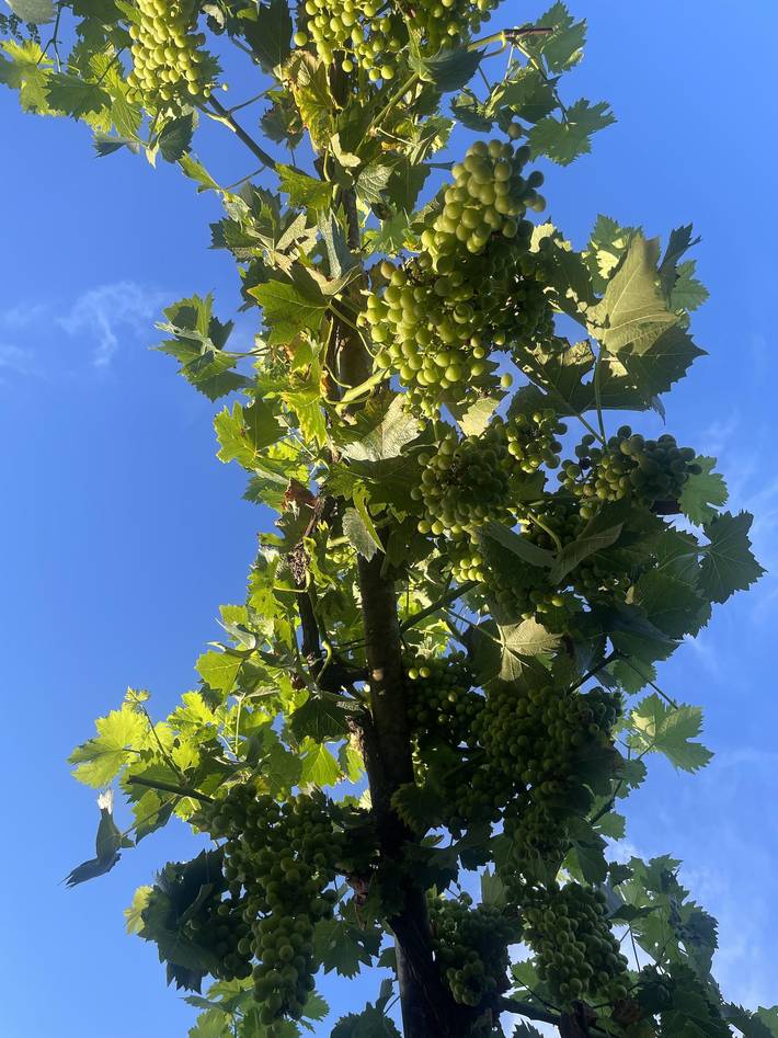 Ferienwohnung für 4 Personen in Rheinhessen - 2