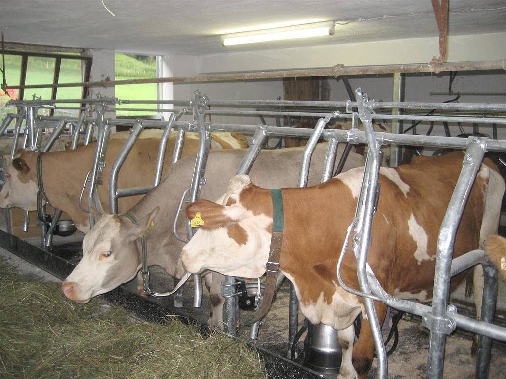 Ganze Ferienwohnung, Appartement/Fewo, Dusche, Wc, 2 Schlafräume in Walchsee, Kaiserwinkl