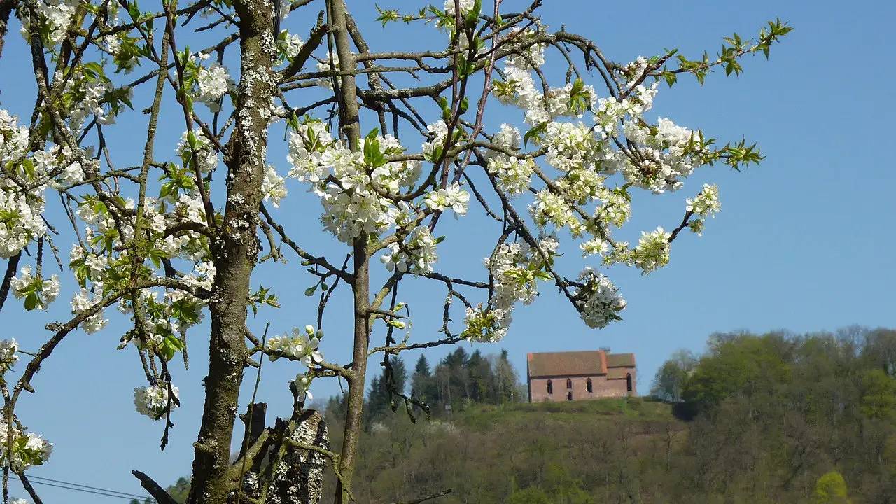 Ganze Ferienwohnung, Ferienwohnung für 4 Personen (55 m²) in Amorbach in Amorbach, Main-Odenwald