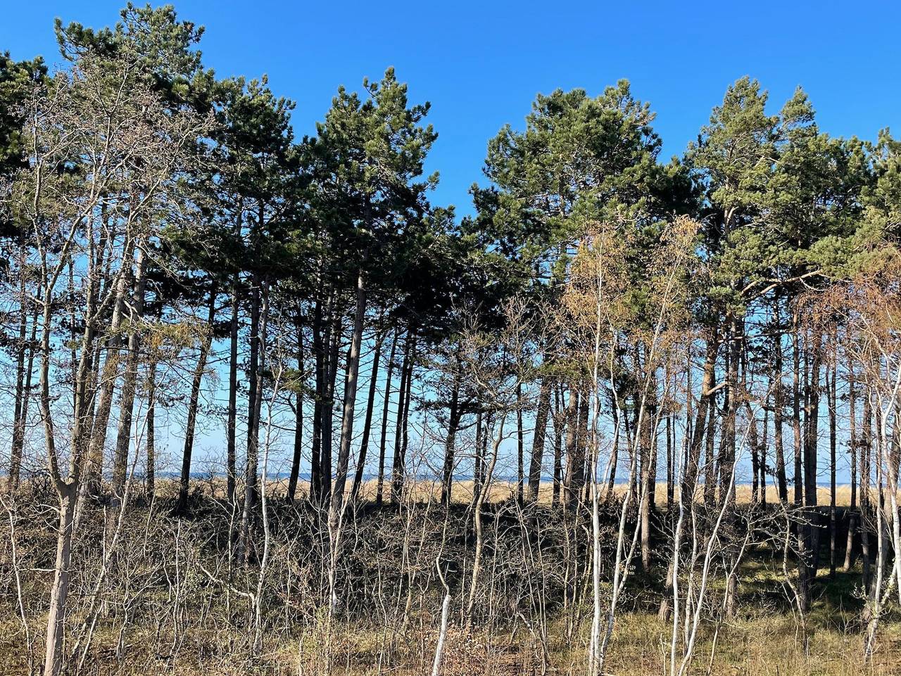 Ganze Ferienwohnung, Strandwohnung direkt am Meer - Whg. 32 - Strandwohnung Nr.32 in Ostseebad Zingst, Zingst