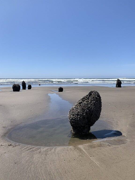 Neskowin Gem - Beach Front Property in Tillamook County