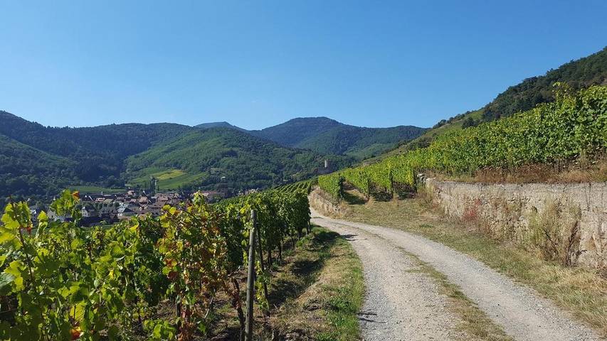 Hôtel pour 2 personnes, avec vue et terrasse, animaux acceptés à Kientzheim - 4