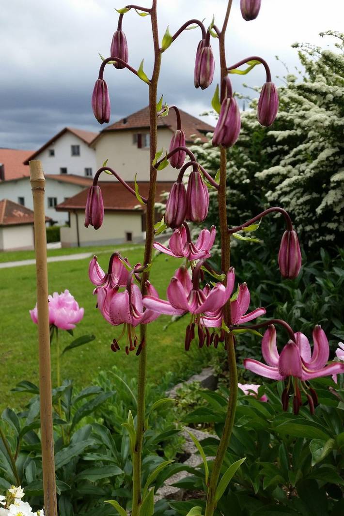 Apartamento entero, Appartement - Bellevue in Les Breuleux, Cantón del Jura