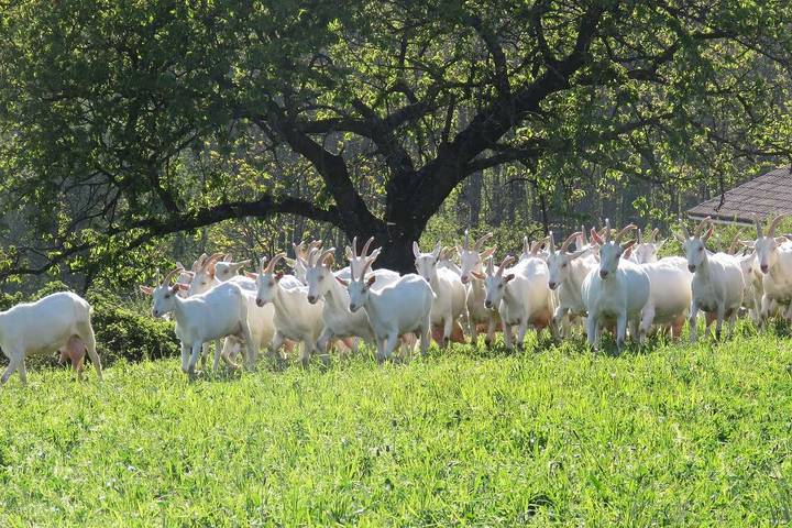 Gîte pour 12 personnes dans Rhône - 3