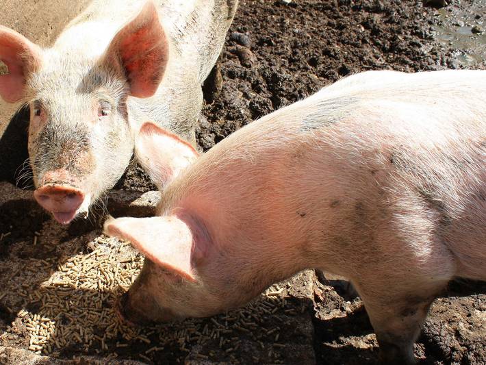 Ferienwohnung für 2 Personen, mit Balkon und Garten in Elzach - 3