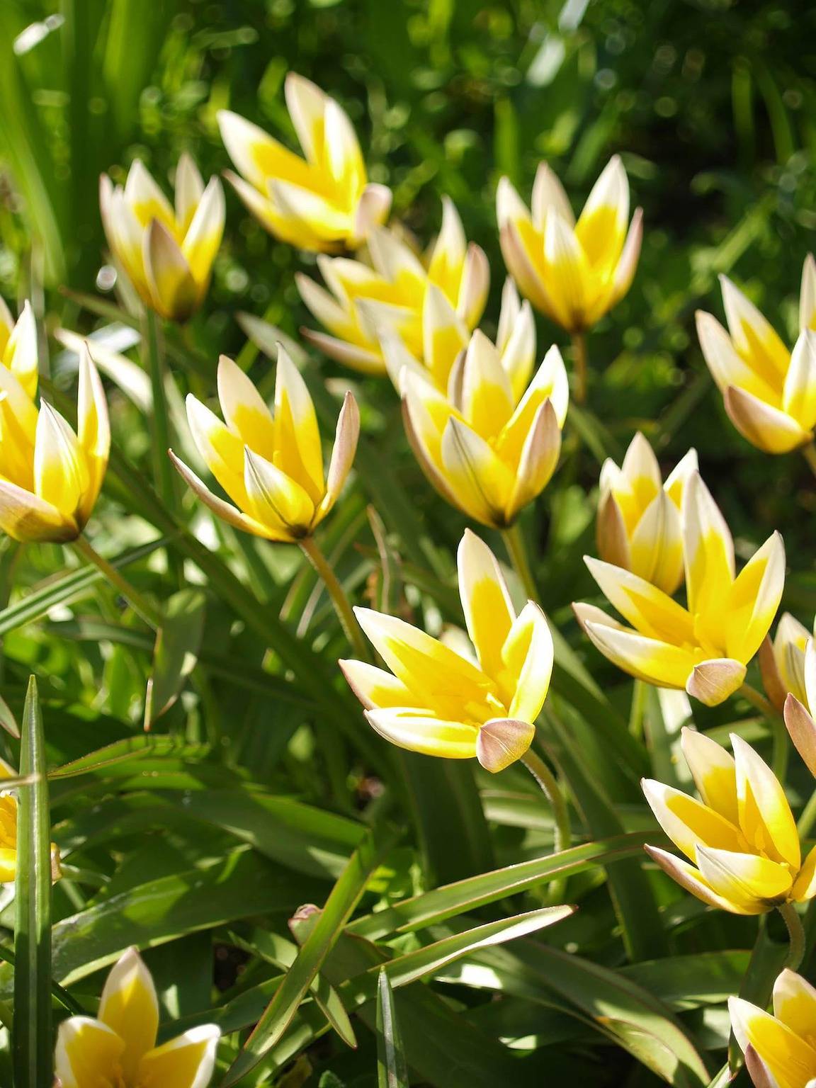 Ganze Ferienwohnung, Haus Reich - Ferienwohnung 4 in Westerland, Sylt (Gemeinde)