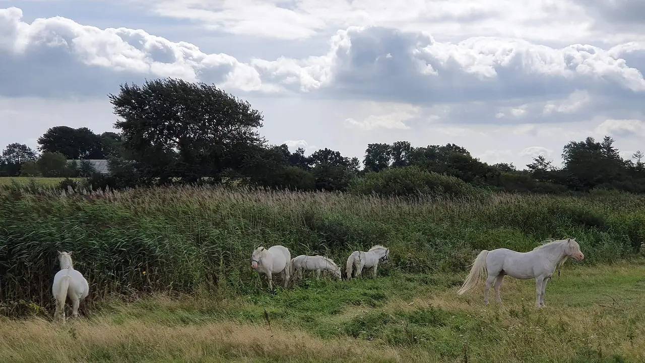 Ferienhaus für 12 Personen (230 m²) in Nordborg in Nordborg, Kleiner Belt