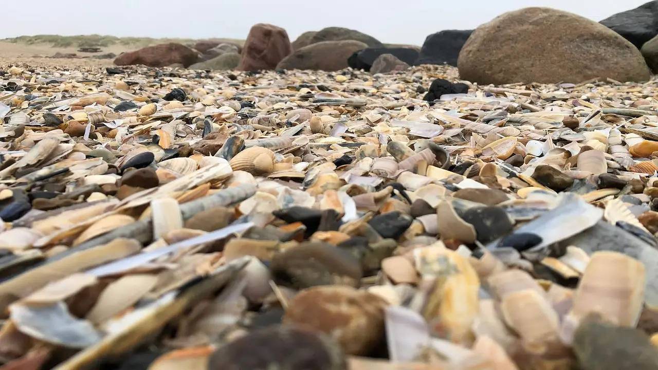 Ferienhaus für 6 Personen (60 m²) in Blåvand in Blåvand, Varde (Danmark)