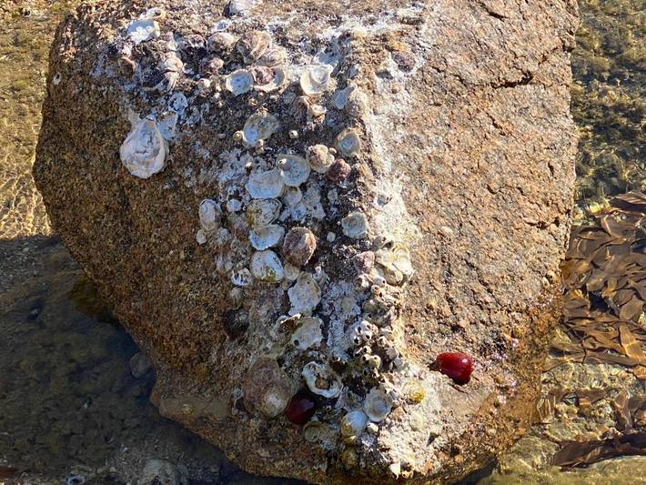 Location de vacances pour 2 personnes, avec jardin et terrasse, animaux acceptés à Cannigione - 2