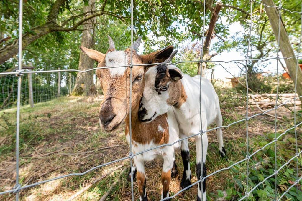 La cabane féérique - la cabane féérique in Herzeele, Dünkirchen und Umgebung