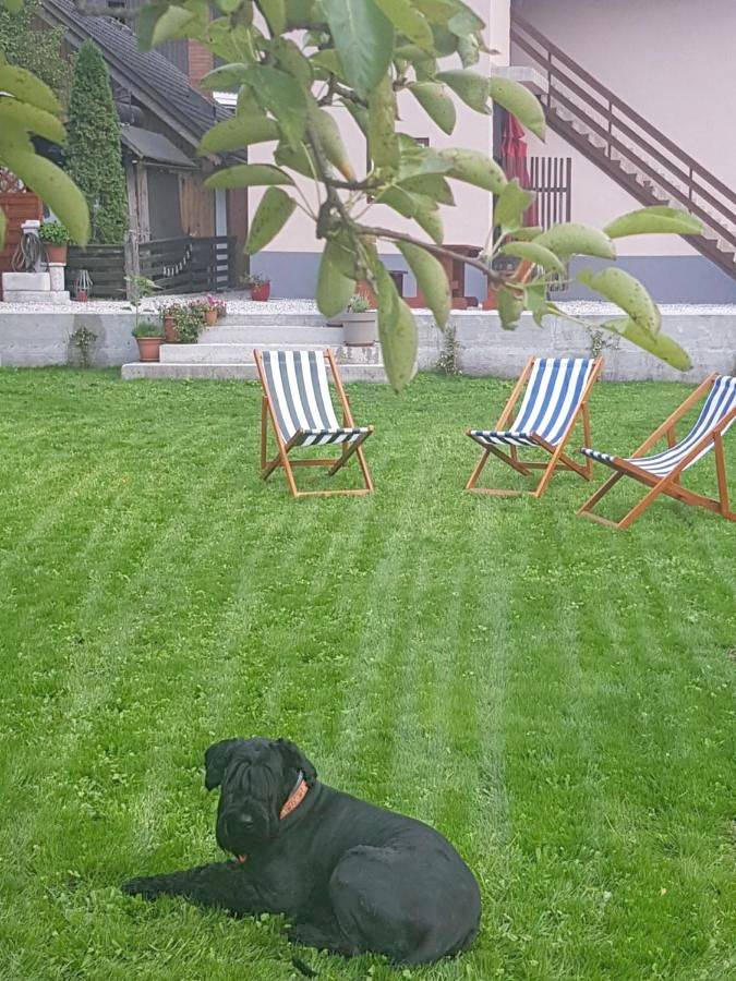 Gîte pour 6 personnes, avec jardin, animaux acceptés dans Mojstrana