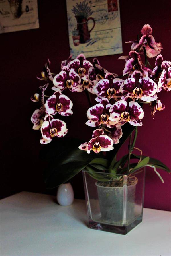 Location de vacances pour 4 personnes, avec jardin et vue, animaux acceptés à Santillana del Mar - 4