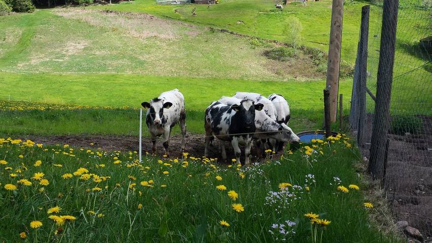 Gîte pour 2 personnes, avec jardin et terrasse à Schramberg - 4