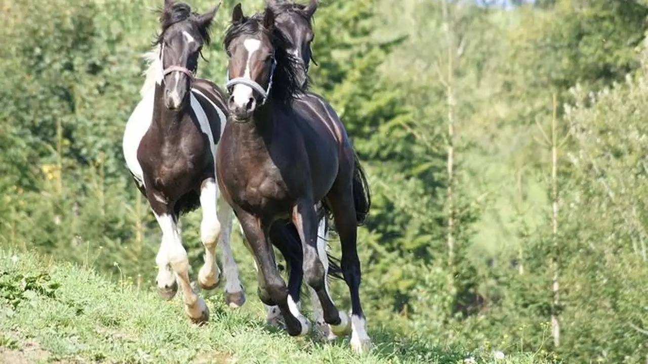 Doppelzimmer für 2 Personen (24 m²) in Sankt Kathrein am Offenegg in Steirerland