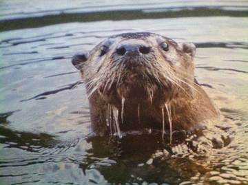 Log Cabin for 4 People in Homosassa, Florida, Photo 1