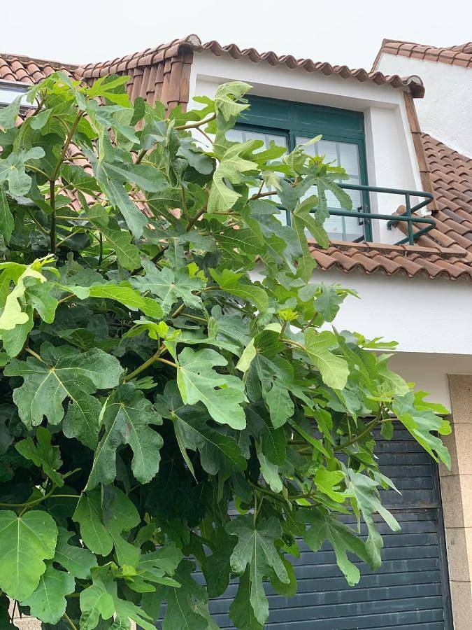 Location de vacances pour 7 personnes, avec terrasse ainsi que piscine et jardin à O Grove - 4