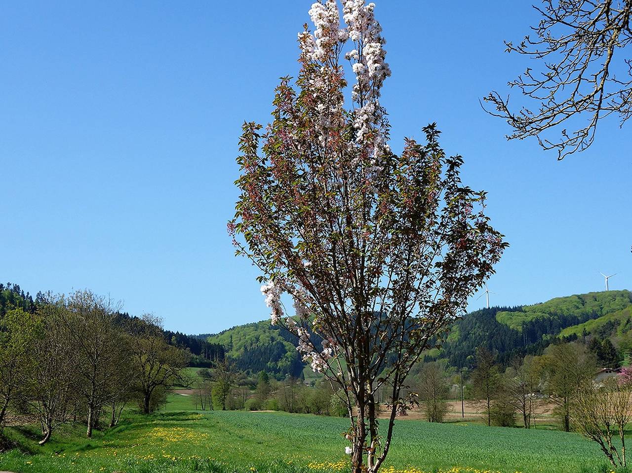 Ganze Wohnung, Ferienwohnung Braun - 'Rebbergblick' mit Privatterrasse und Wi-Fi , nähe Europapark  in Seelbach, Mittlerer Schwarzwald