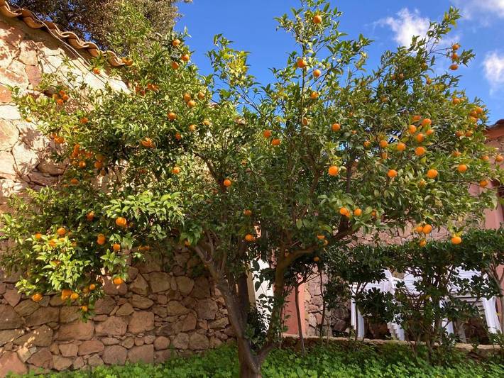 Location de vacances pour 6 personnes, avec jardin et piscine, animaux acceptés à Cuttoli-Corticchiato - 2