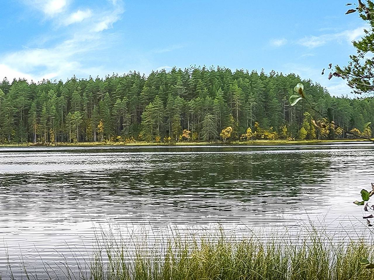 Kanerva in Kainuu