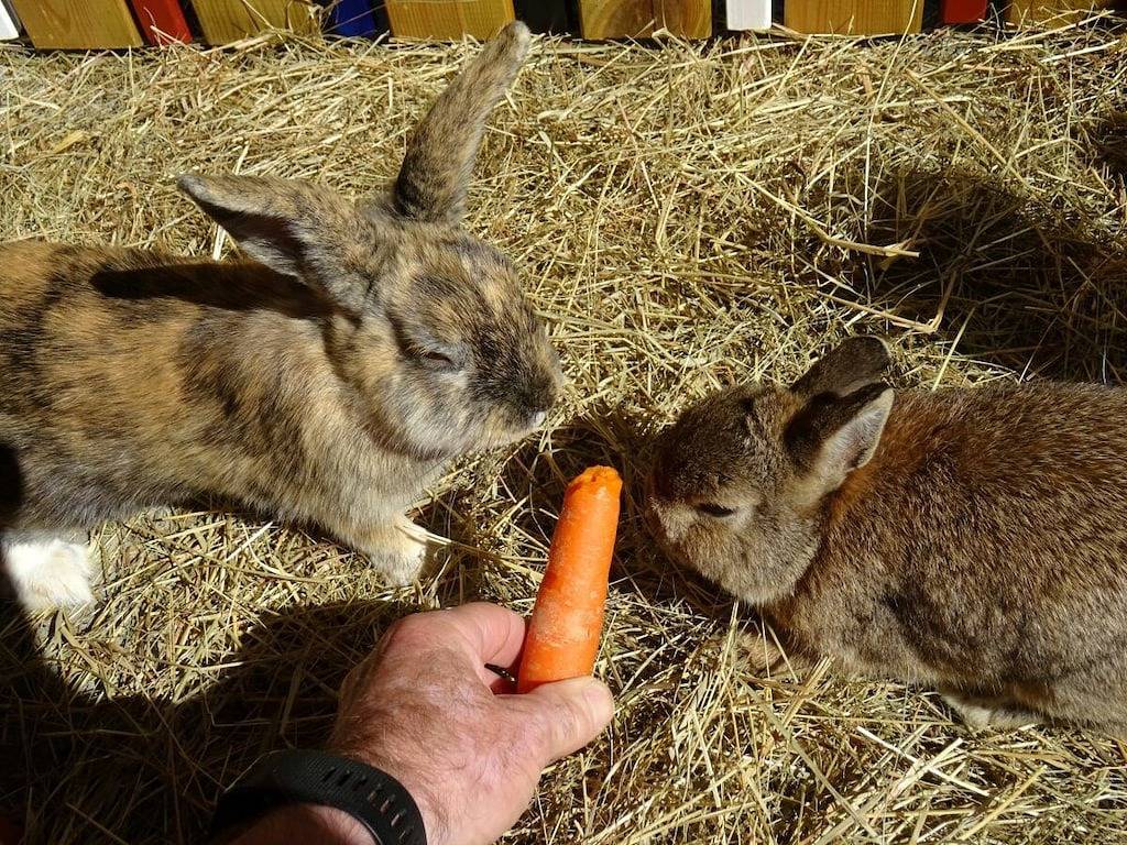 Ferienhof Hohe Drei Zinnen in Hiltpoltstein, Frankenalb