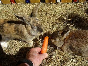 Bauernhof für 6 Personen in Hiltpoltstein, Fränkische Schweiz, Bild 4