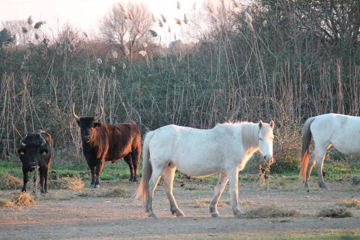 Maison d’hôte pour 2 personnes, avec piscine ainsi que terrasse et jardin à Aubais - 4