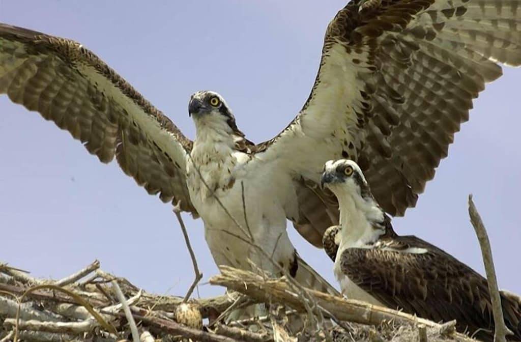 Mitchells Keys Villa - privaten, abgelegenen Haus an der Bucht in Upper Matecumbe Key, Islamorada