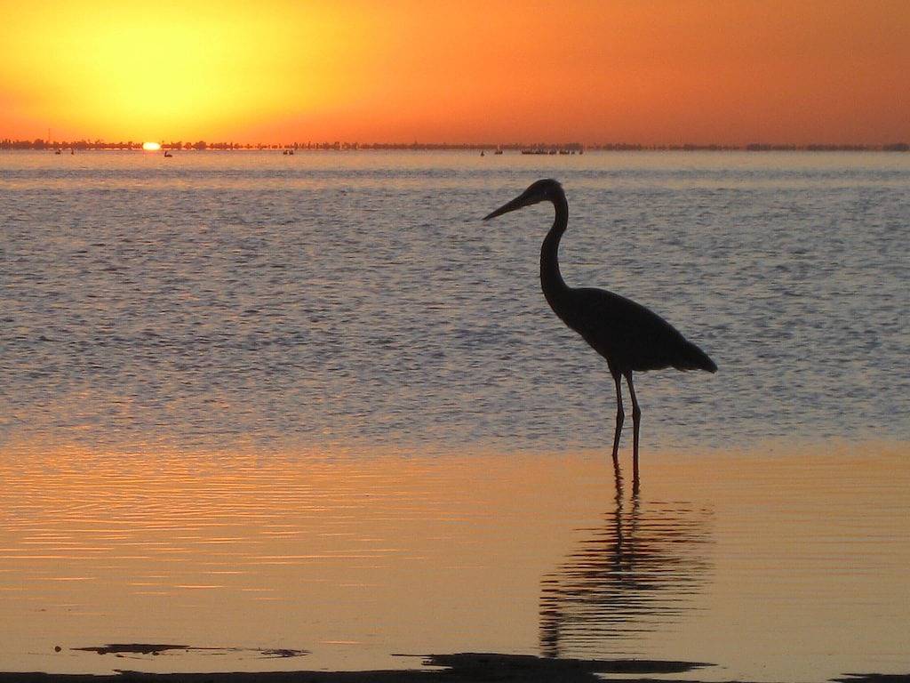 Ganze Wohnung, Von der Spitze der Palmen in South Padre Island, Laguna Madre