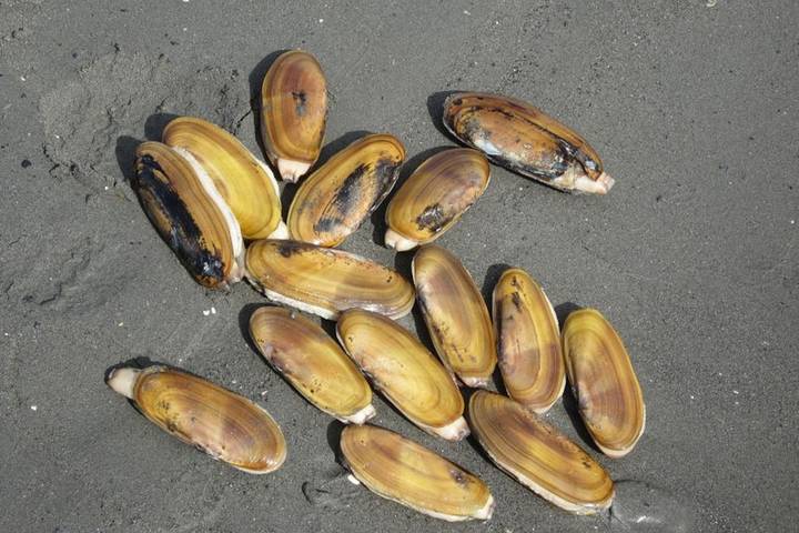 Ferienhaus für 4 Personen, mit Terrasse, mit Haustier - 1