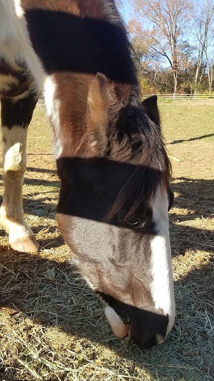 \"Historisches\" Yellow Tea Cup Cottage, Farmambiente, Spring H2O, Wifi, Knoxville in Blount County