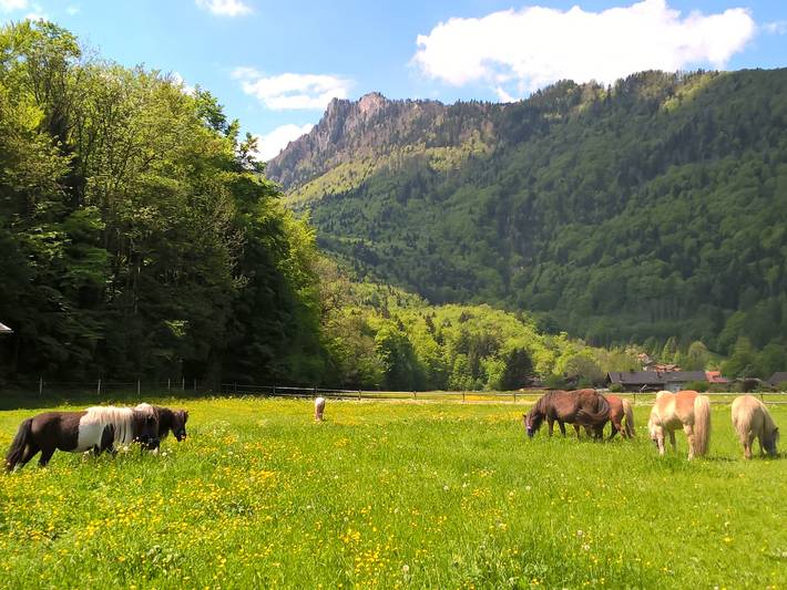 Pension für 3 Personen, mit Garten und Balkon, kinderfreundlich am Chiemsee - 4
