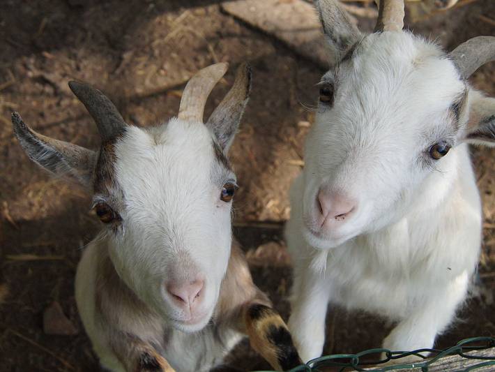 Ferienhaus für 7 Personen, mit Garten, kinderfreundlich in Rhauderfehn - 2