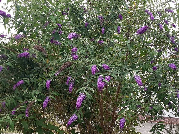Ferienwohnung für 4 Personen, mit Terrasse und Garten, kinderfreundlich in Lauta - 2