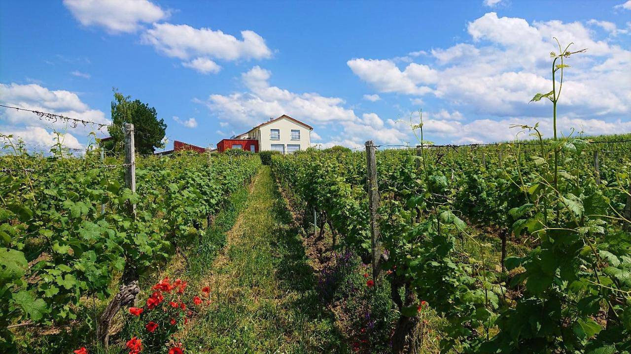 Ganze Wohnung, Weinbergshof Rickel in Kitzingen, Fränkisches Weinland