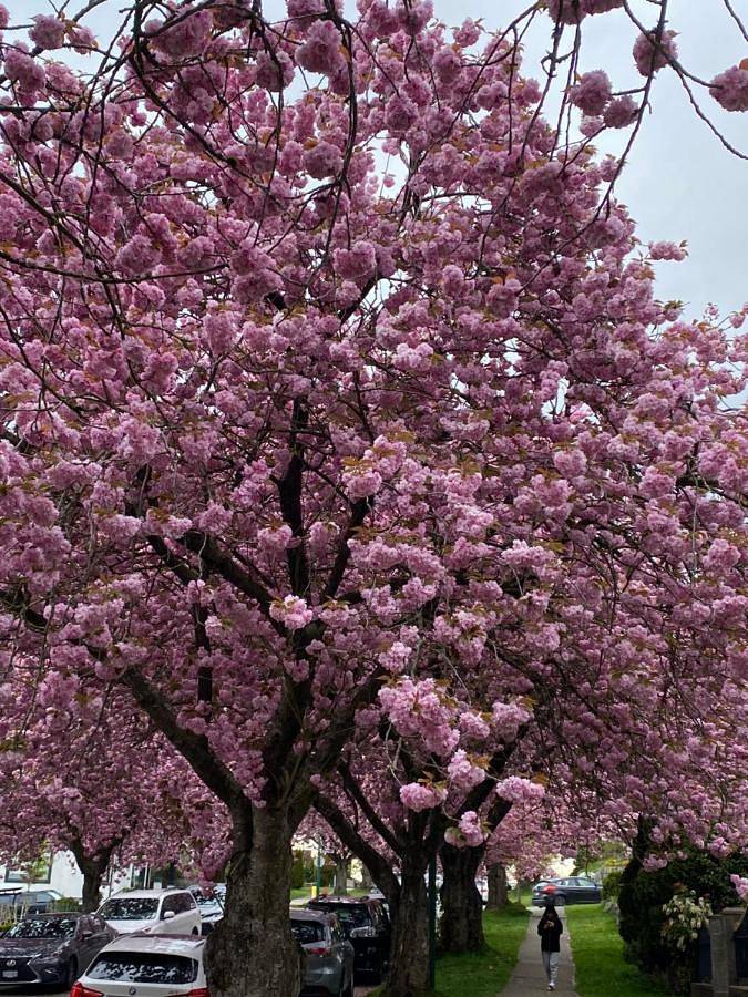 Chambre d’hôte pour 2 personnes, avec jacuzzi et jardin à Vancouver
