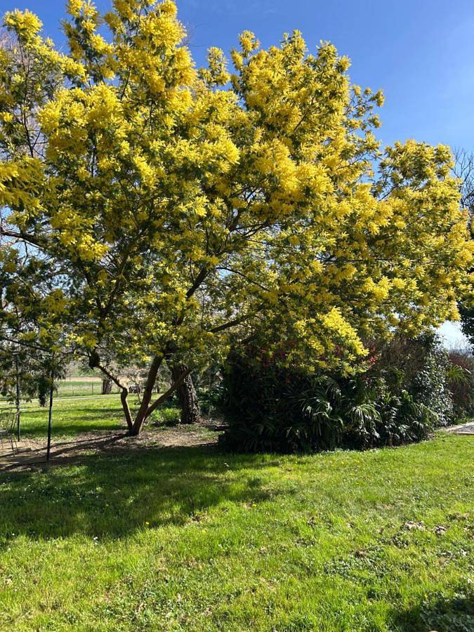 Location de vacances pour 14 personnes, avec jardin et piscine à Marciac - 3